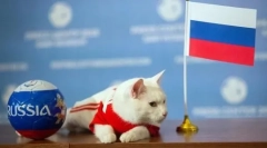 21 Metoda za reči les-kys: kako se mačke učijo v različnih državah